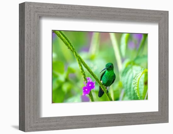 Trinidad. Copper-rumped hummingbird on limb.-Jaynes Gallery-Framed Photographic Print