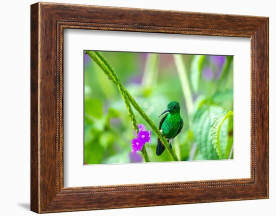 Trinidad. Copper-rumped hummingbird on limb.-Jaynes Gallery-Framed Photographic Print