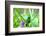 Trinidad. Copper-rumped hummingbird on limb.-Jaynes Gallery-Framed Photographic Print