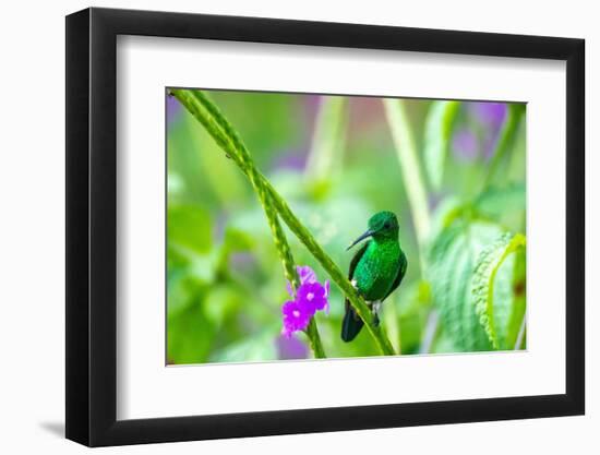 Trinidad. Copper-rumped hummingbird on limb.-Jaynes Gallery-Framed Photographic Print