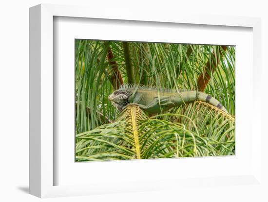 Trinidad. Green iguana in palm tree in Yerette refuge.-Jaynes Gallery-Framed Photographic Print