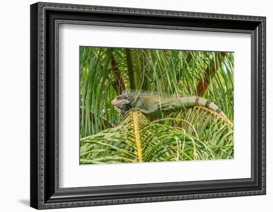 Trinidad. Green iguana in palm tree in Yerette refuge.-Jaynes Gallery-Framed Photographic Print