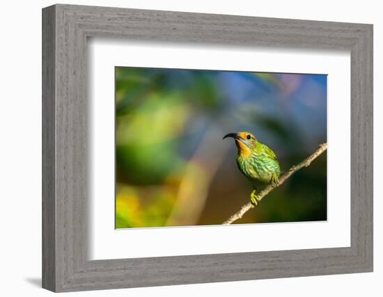 Trinidad. Purple honeycreeper female in Yerette hummingbird refuge.-Jaynes Gallery-Framed Photographic Print