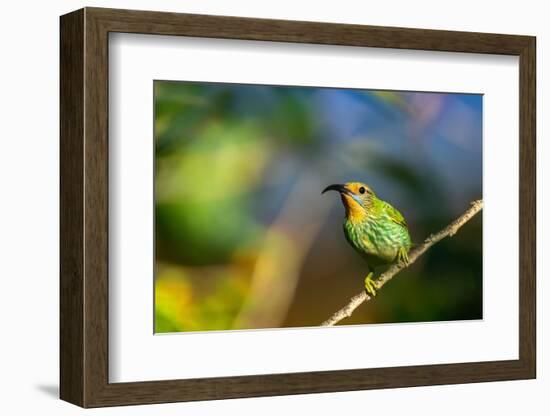 Trinidad. Purple honeycreeper female in Yerette hummingbird refuge.-Jaynes Gallery-Framed Photographic Print