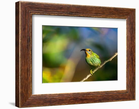 Trinidad. Purple honeycreeper female in Yerette hummingbird refuge.-Jaynes Gallery-Framed Photographic Print