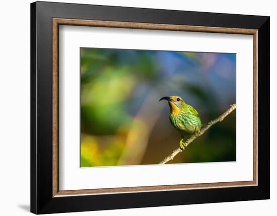 Trinidad. Purple honeycreeper female in Yerette hummingbird refuge.-Jaynes Gallery-Framed Photographic Print