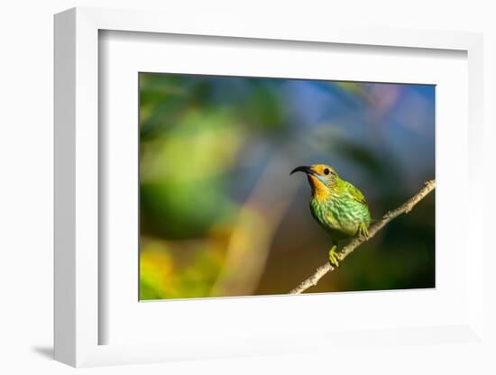 Trinidad. Purple honeycreeper female in Yerette hummingbird refuge.-Jaynes Gallery-Framed Photographic Print