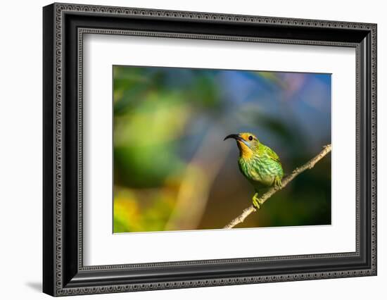 Trinidad. Purple honeycreeper female in Yerette hummingbird refuge.-Jaynes Gallery-Framed Photographic Print