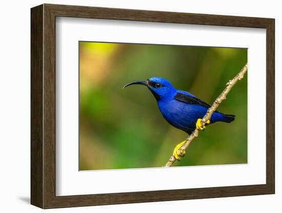 Trinidad. Purple honeycreeper male in Yerette refuge.-Jaynes Gallery-Framed Photographic Print