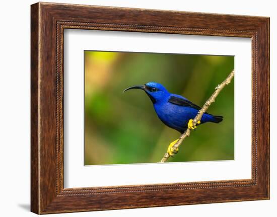 Trinidad. Purple honeycreeper male in Yerette refuge.-Jaynes Gallery-Framed Photographic Print