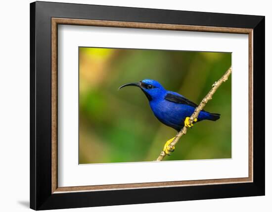 Trinidad. Purple honeycreeper male in Yerette refuge.-Jaynes Gallery-Framed Photographic Print