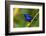 Trinidad. Purple honeycreeper male in Yerette refuge.-Jaynes Gallery-Framed Photographic Print