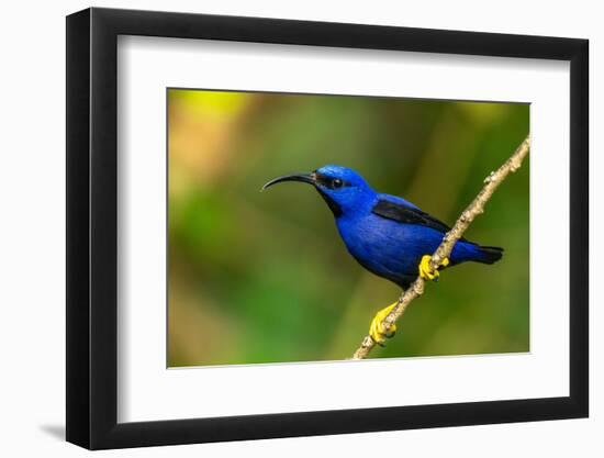 Trinidad. Purple honeycreeper male in Yerette refuge.-Jaynes Gallery-Framed Photographic Print