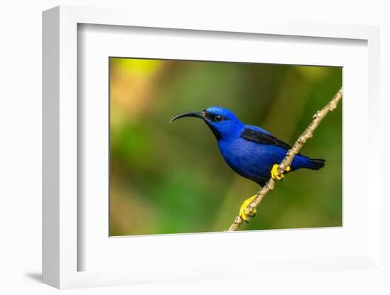 Trinidad. Purple honeycreeper male in Yerette refuge.-Jaynes Gallery-Framed Photographic Print