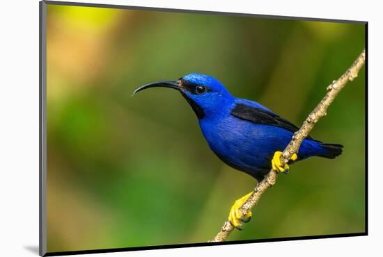 Trinidad. Purple honeycreeper male in Yerette refuge.-Jaynes Gallery-Mounted Photographic Print