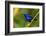 Trinidad. Purple honeycreeper male in Yerette refuge.-Jaynes Gallery-Framed Photographic Print