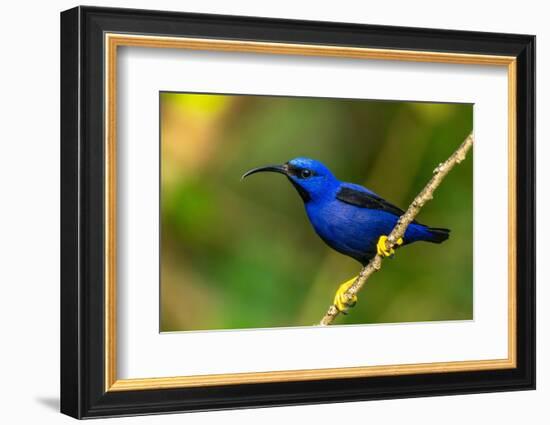 Trinidad. Purple honeycreeper male in Yerette refuge.-Jaynes Gallery-Framed Photographic Print