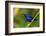 Trinidad. Purple honeycreeper male in Yerette refuge.-Jaynes Gallery-Framed Photographic Print