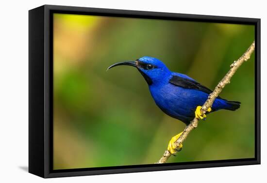 Trinidad. Purple honeycreeper male in Yerette refuge.-Jaynes Gallery-Framed Premier Image Canvas