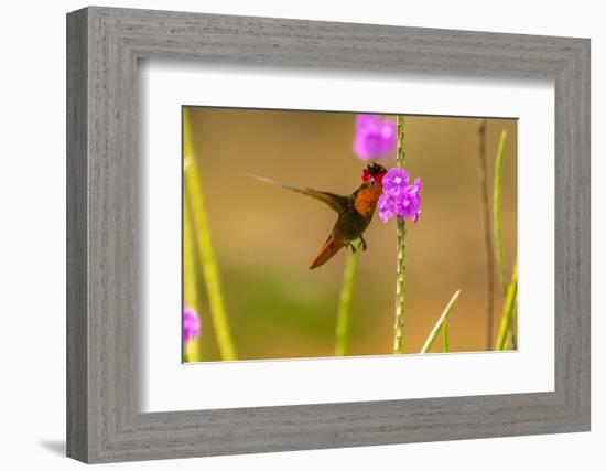 Trinidad. Ruby topaz hummingbird feeding on vervain flowers.-Jaynes Gallery-Framed Photographic Print