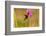 Trinidad. Ruby topaz hummingbird feeding on vervain flowers.-Jaynes Gallery-Framed Photographic Print