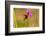 Trinidad. Ruby topaz hummingbird feeding on vervain flowers.-Jaynes Gallery-Framed Photographic Print