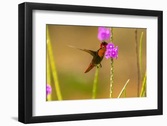 Trinidad. Ruby topaz hummingbird feeding on vervain flowers.-Jaynes Gallery-Framed Photographic Print