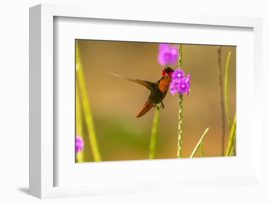 Trinidad. Ruby topaz hummingbird feeding on vervain flowers.-Jaynes Gallery-Framed Photographic Print