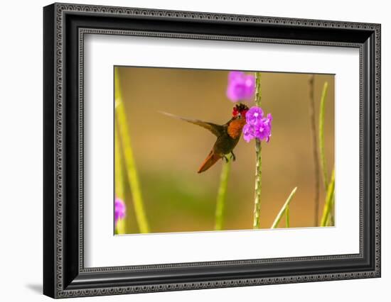 Trinidad. Ruby topaz hummingbird feeding on vervain flowers.-Jaynes Gallery-Framed Photographic Print