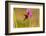 Trinidad. Ruby topaz hummingbird feeding on vervain flowers.-Jaynes Gallery-Framed Photographic Print