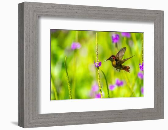 Trinidad. Ruby topaz hummingbird feeds on vervain flower.-Jaynes Gallery-Framed Photographic Print