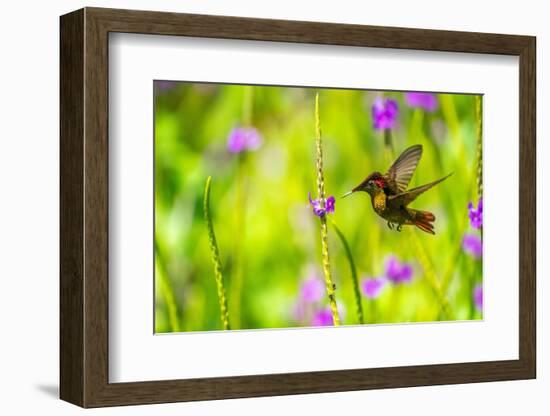 Trinidad. Ruby topaz hummingbird feeds on vervain flower.-Jaynes Gallery-Framed Photographic Print