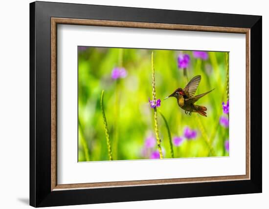 Trinidad. Ruby topaz hummingbird feeds on vervain flower.-Jaynes Gallery-Framed Photographic Print