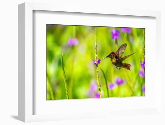 Trinidad. Ruby topaz hummingbird feeds on vervain flower.-Jaynes Gallery-Framed Photographic Print