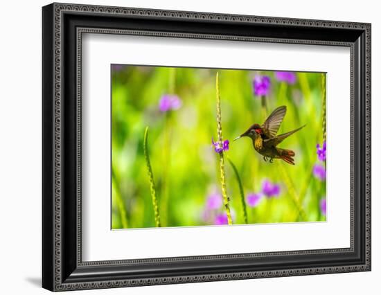 Trinidad. Ruby topaz hummingbird feeds on vervain flower.-Jaynes Gallery-Framed Photographic Print