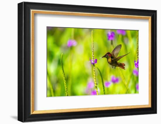 Trinidad. Ruby topaz hummingbird feeds on vervain flower.-Jaynes Gallery-Framed Photographic Print