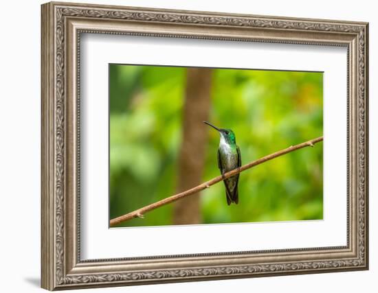 Trinidad. White-chested emerald hummingbird on limb.-Jaynes Gallery-Framed Photographic Print