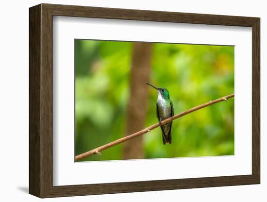 Trinidad. White-chested emerald hummingbird on limb.-Jaynes Gallery-Framed Photographic Print