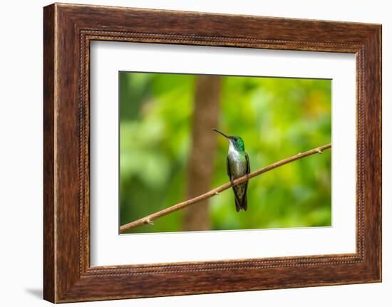 Trinidad. White-chested emerald hummingbird on limb.-Jaynes Gallery-Framed Photographic Print