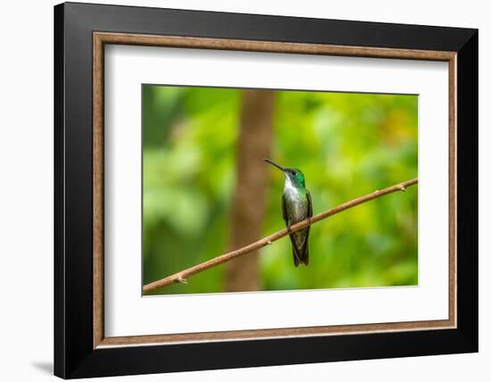 Trinidad. White-chested emerald hummingbird on limb.-Jaynes Gallery-Framed Photographic Print