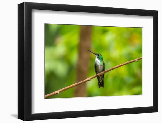 Trinidad. White-chested emerald hummingbird on limb.-Jaynes Gallery-Framed Photographic Print