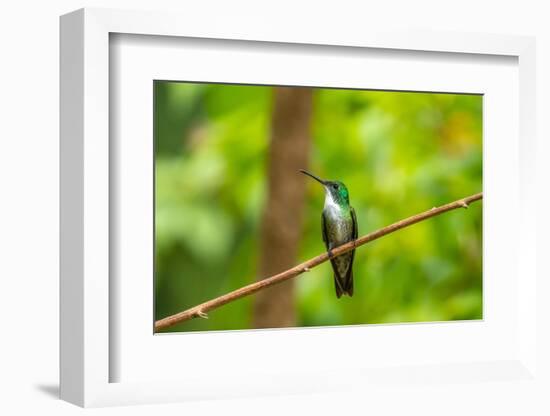 Trinidad. White-chested emerald hummingbird on limb.-Jaynes Gallery-Framed Photographic Print