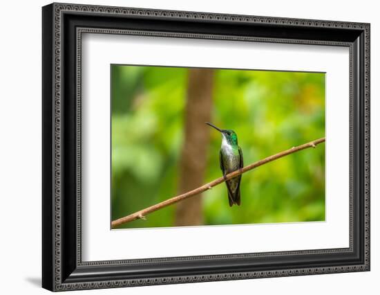 Trinidad. White-chested emerald hummingbird on limb.-Jaynes Gallery-Framed Photographic Print