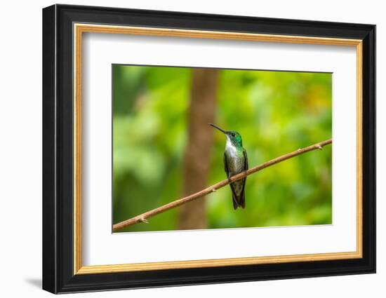 Trinidad. White-chested emerald hummingbird on limb.-Jaynes Gallery-Framed Photographic Print