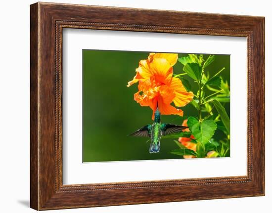 Trinidad. White-necked Jacobin hummingbird feeding on hibiscus flower.-Jaynes Gallery-Framed Photographic Print