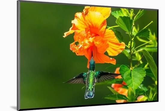 Trinidad. White-necked Jacobin hummingbird feeding on hibiscus flower.-Jaynes Gallery-Mounted Photographic Print