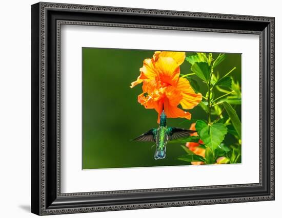 Trinidad. White-necked Jacobin hummingbird feeding on hibiscus flower.-Jaynes Gallery-Framed Photographic Print