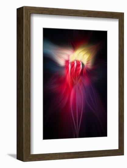 Trinity Collection 126-Philippe Sainte-Laudy-Framed Photographic Print