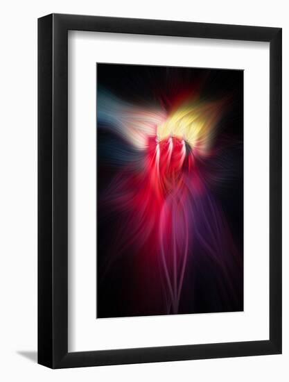 Trinity Collection 126-Philippe Sainte-Laudy-Framed Photographic Print