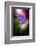 Trinity Collection 30-Philippe Saint-Laudy-Framed Premium Photographic Print